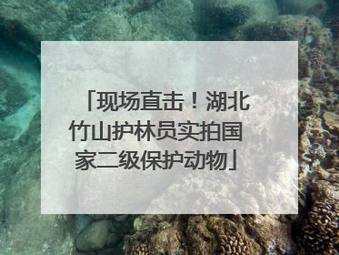 现场直击！湖北竹山护林员实拍国家二级保护动物