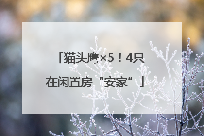 猫头鹰×5！4只在闲置房“安家”