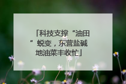 科技支撑“油田”蜕变，东营盐碱地油菜丰收忙