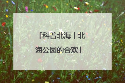 科普北海丨北海公园的合欢