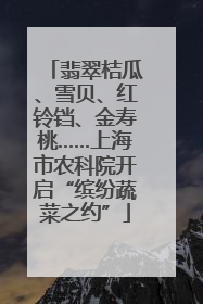 翡翠桔瓜、雪贝、红铃铛、金寿桃……上海市农科院开启“缤纷蔬菜之约”