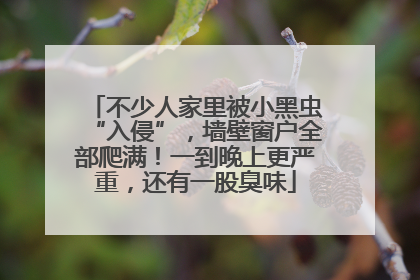 不少人家里被小黑虫“入侵”，墙壁窗户全部爬满！一到晚上更严重，还有一股臭味