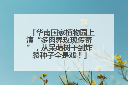 华南国家植物园上演“多肉界玫瑰传奇”，从呆萌树干到炸裂种子全是戏！