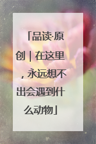 品读·原创｜在这里，永远想不出会遇到什么动物