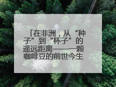 在非洲，从“种子”到“杯子”的遥远距离——一颗咖啡豆的前世今生（三）
