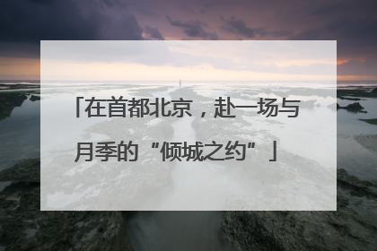 在首都北京，赴一场与月季的“倾城之约”