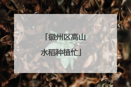 徽州区高山水稻种植忙