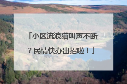 小区流浪猫叫声不断？民情快办出招啦！