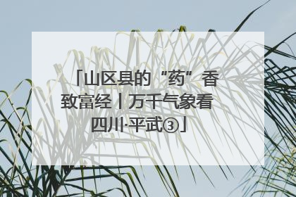 山区县的“药”香致富经丨万千气象看四川·平武③
