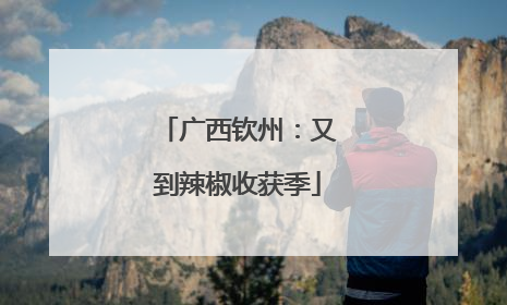 广西钦州：又到辣椒收获季