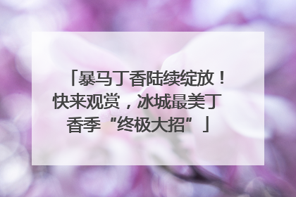 暴马丁香陆续绽放！快来观赏，冰城最美丁香季“终极大招”