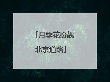 月季花扮靓北京道路