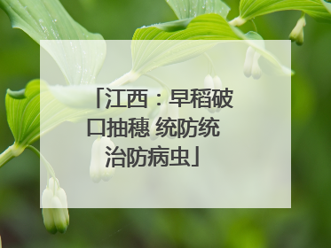 江西：早稻破口抽穗 统防统治防病虫