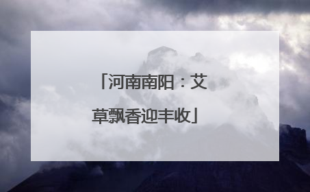 河南南阳：艾草飘香迎丰收