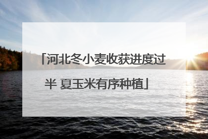 河北冬小麦收获进度过半 夏玉米有序种植