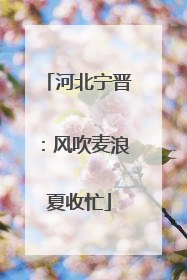 河北宁晋：风吹麦浪夏收忙
