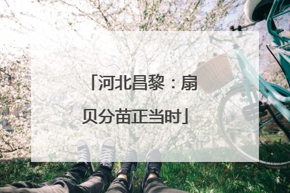 河北昌黎：扇贝分苗正当时