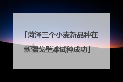菏泽三个小麦新品种在新疆戈壁滩试种成功