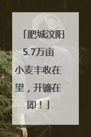 肥城汶阳5.7万亩小麦丰收在望，开镰在即！