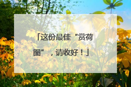 这份最佳“赏荷图”，请收好！