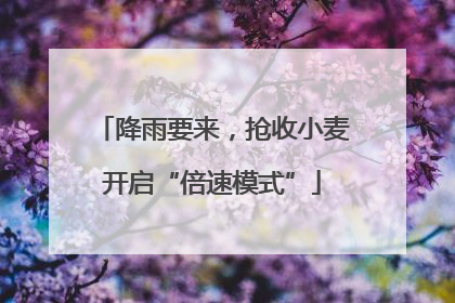 降雨要来，抢收小麦开启“倍速模式”
