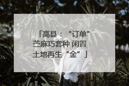 高县：“订单”苎麻巧套种 闲置土地再生“金”
