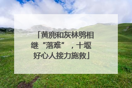 黄麂和灰林鸮相继“落难”，十堰好心人接力施救