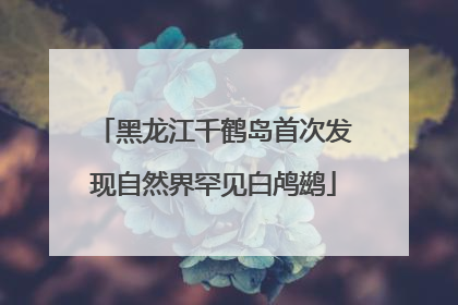 黑龙江千鹤岛首次发现自然界罕见白鸬鹚