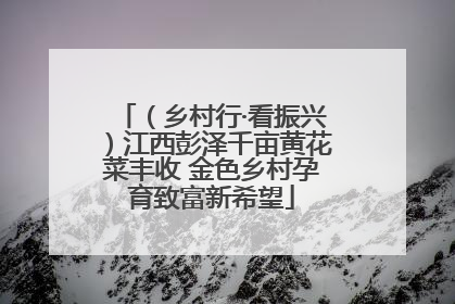 （乡村行·看振兴）江西彭泽千亩黄花菜丰收 金色乡村孕育致富新希望